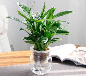 想知道宁波植物出租方案?这里有你要的答案><div class=